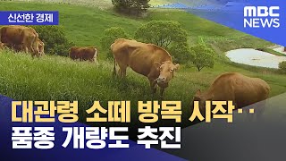[신선한 경제] 대관령 소떼 방목 시작‥품종 개량도 추진 (2022.06.09/뉴스투데이/MBC)