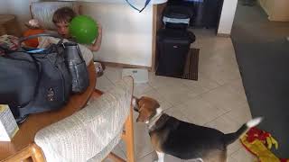 Mason And G O O D B O Y E Playing A Game Of Ball.