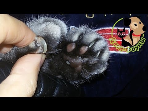 Видео: Как часто нужно стричь кошачьи ногти?
