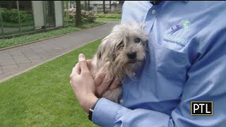 Pet Of The Week: Altoona From Animal Friends