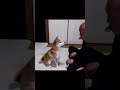おて三昧 #愛犬