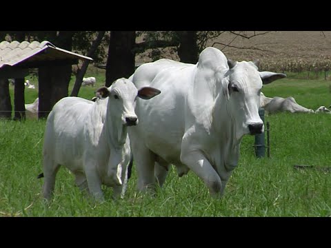 LOTE 102 - CSCC 8948