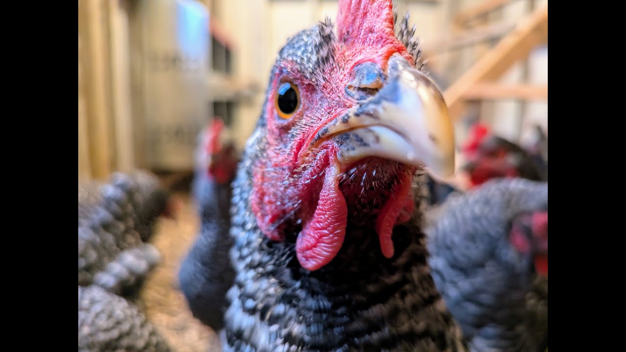 Your Daily Egg – Backyard Chickens Live  –  Episode 16