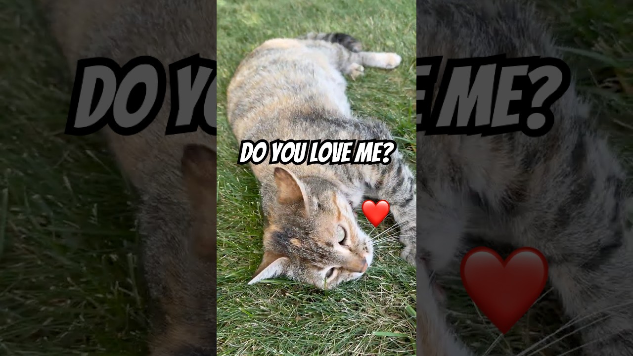 Rolling cat wants AFFECTION!
