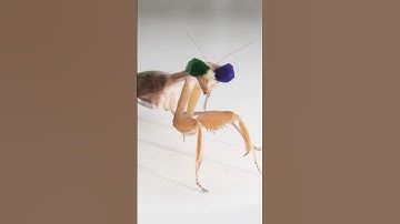 Why This Praying Mantis Is Wearing 3D Glasses