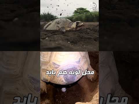 چرا ۹۰ درصد از بچه لاک پشت ها به دریا نمی رسند