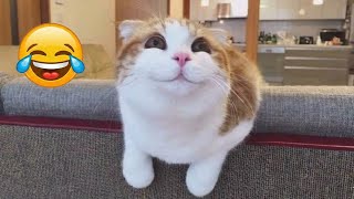 Cats using 100% brain