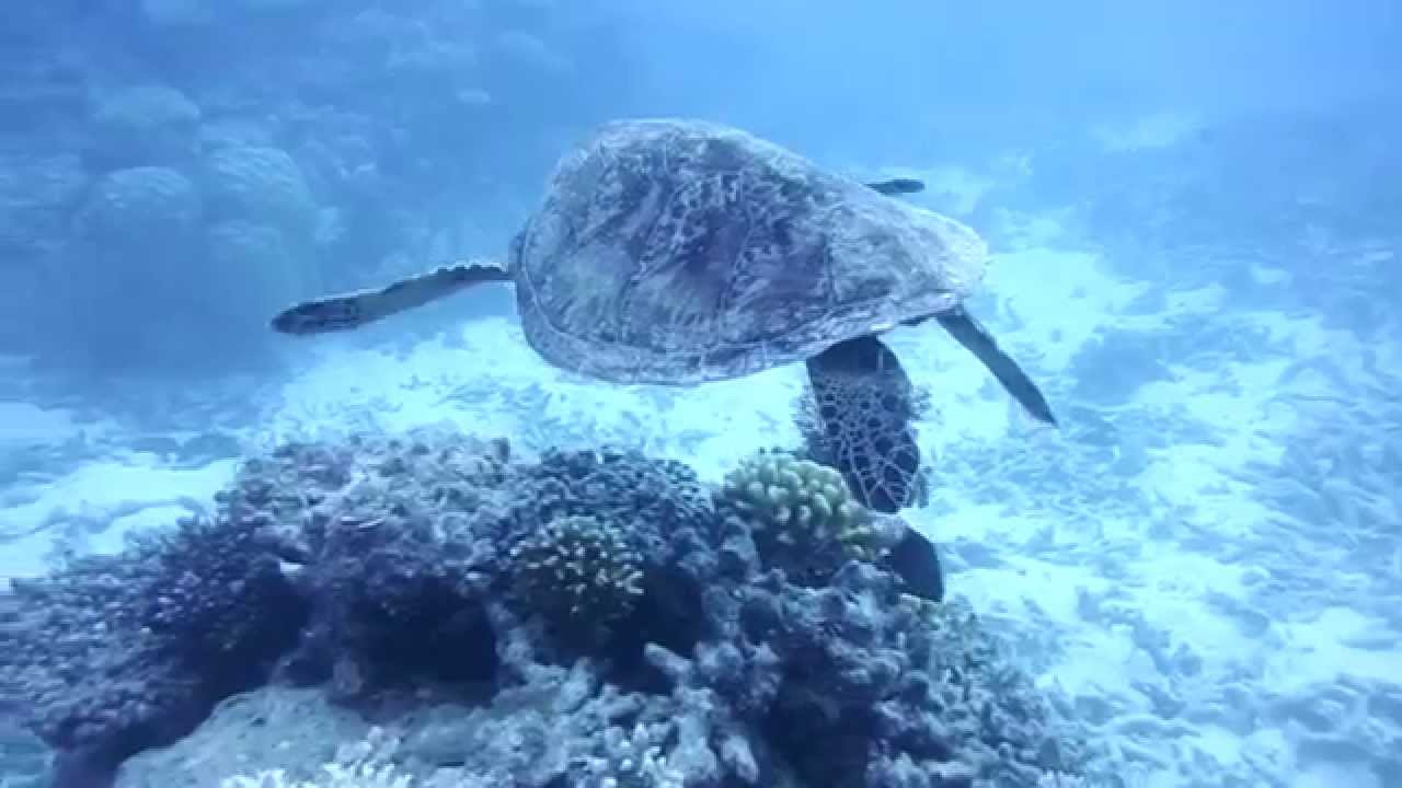 Pro Dive Cairns Great Barrier Reef June 2015 YouTube