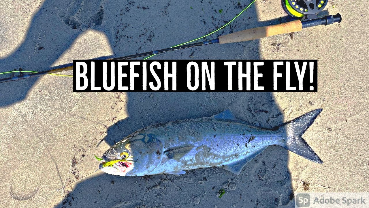 Fly Fishing For Bluefish! BLITZ! (5 Weight Rod) Long Island South Shore