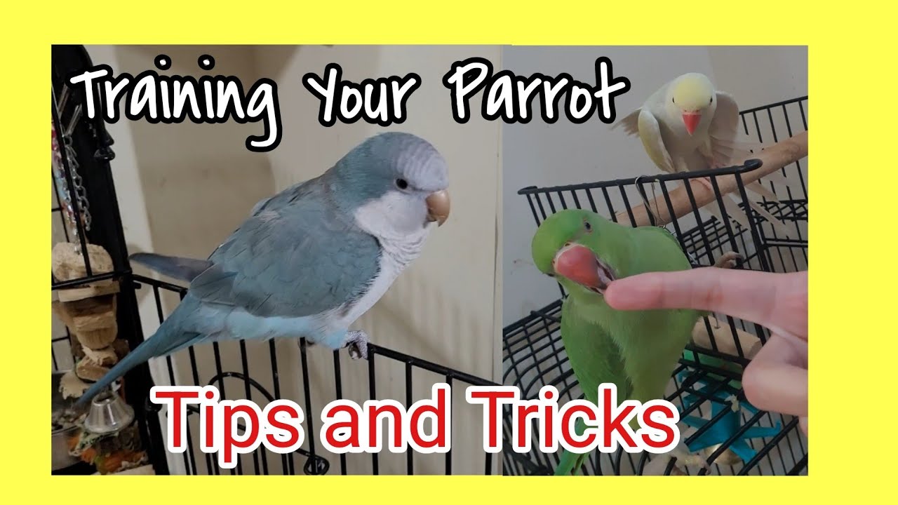 View of How to train your Parrot | 5 Top Tips | Tips and Tricks - YouTube