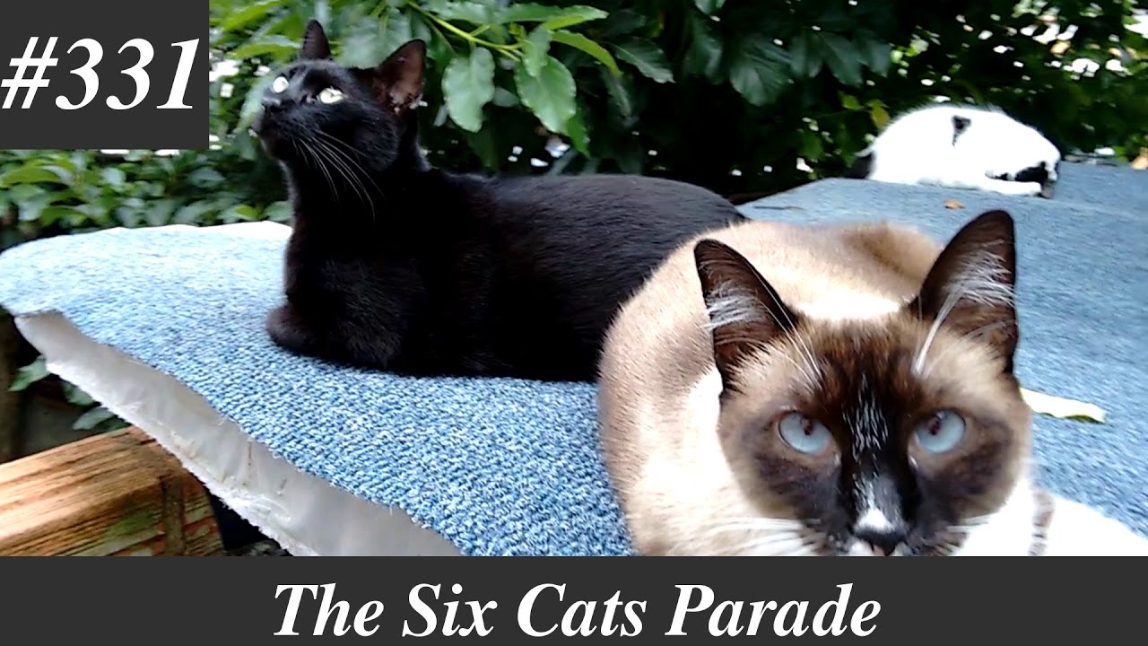 Six cats resting in a calm afternoon [Natural sounds]