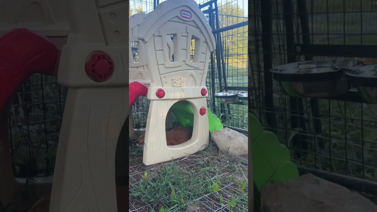 Foxy facts with Clevyr Faye, Hildi, & Nox the Fox! 