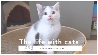 42【猫ちゃんのルームツアー】(Room Tour)ヒメのいないうちにユキがルームツアーをします