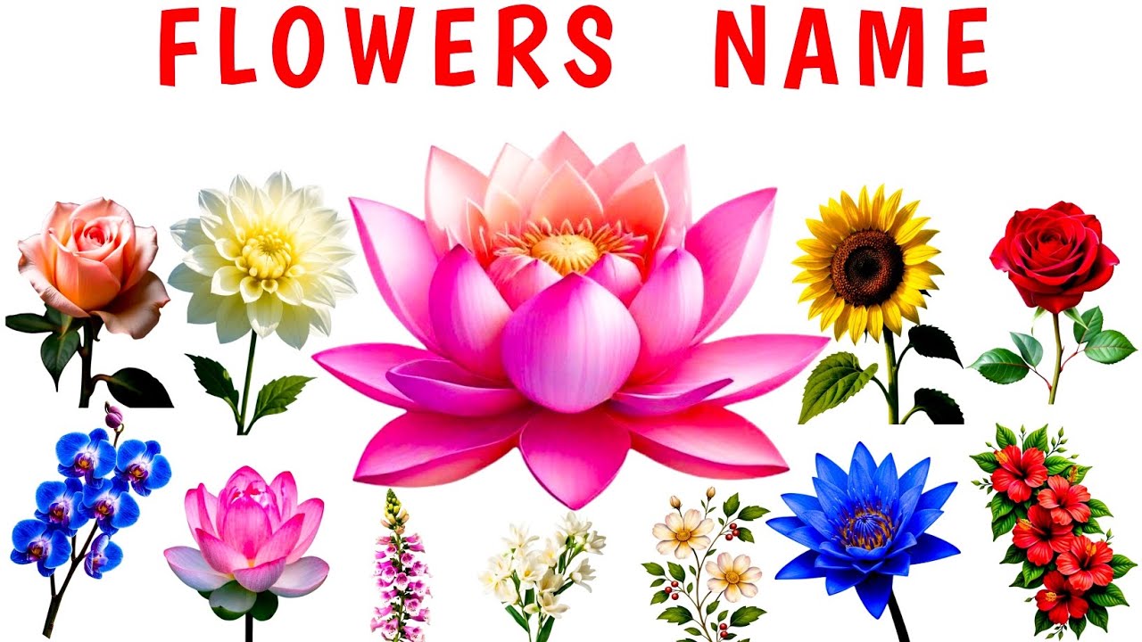 20 Flowers Name in English 🌸 | Learn Flower Names for Kids | Flowers Vocabulary | Kids Learning |
