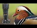 Wildlife Photography Techniques | Mandarin Duck | Nikon D850 & 500PF