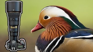 Wildlife Photography Techniques | Mandarin Duck | Nikon D850 & 500PF