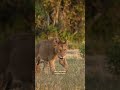 Lion Sub-Adult Greeting Cub at Sabi Sabi Reserve, South Africa #lion #shorts