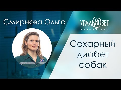 Сахарный диабет собак: основной подход в клинической практике. Смирнова Ольга #убвк_эндокринология