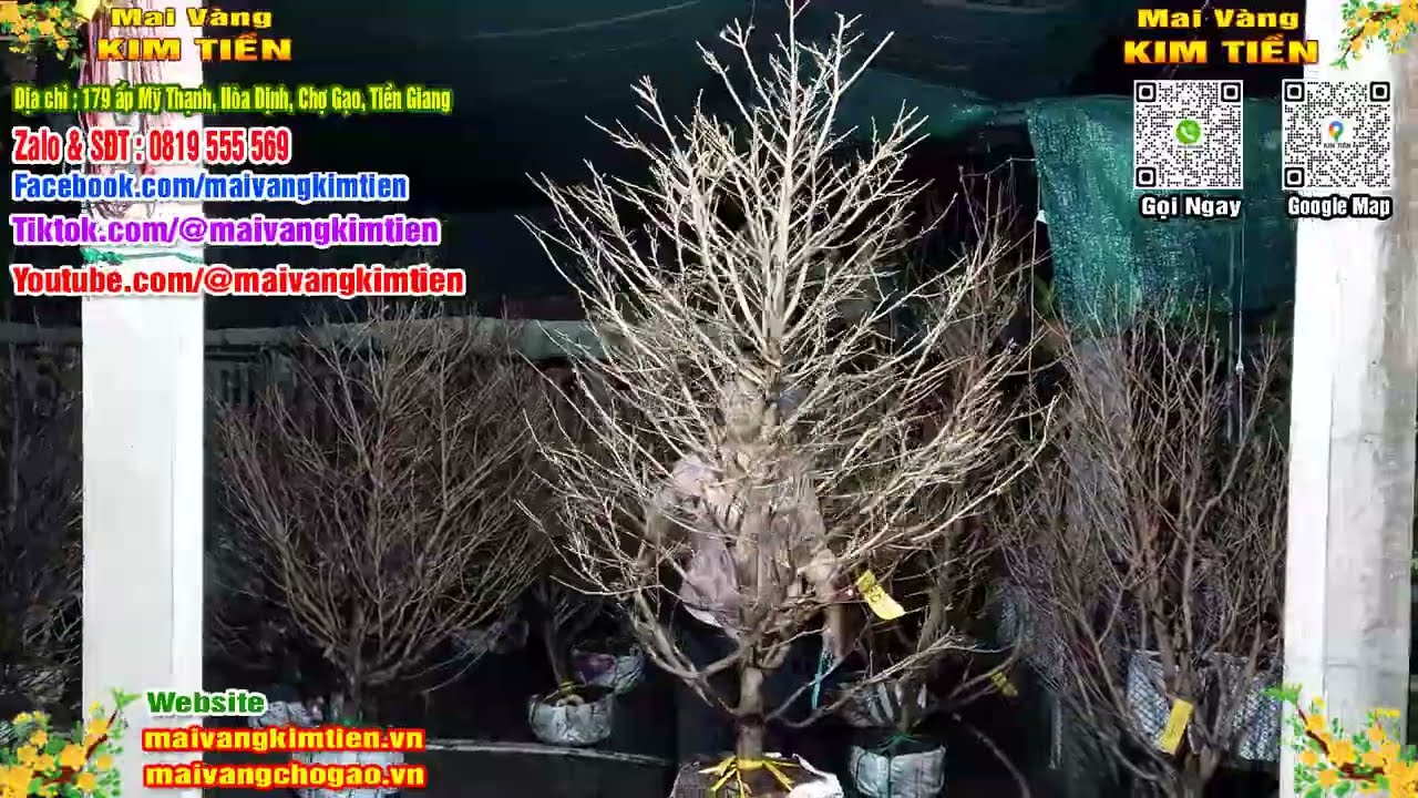 Mai Vàng Nhiều Nụ Đón Tết Bao Ship Toàn Quốc - Mai Vàng Kim Tiền Chợ Gạo