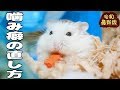 ハムスターの飼い方】指を噛む癖の直し方、噛まない子の育て方【令和最新版】