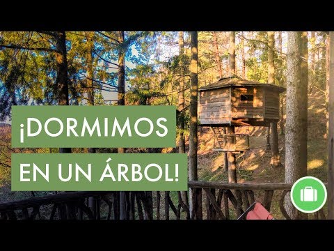 Vídeo: Cendra De Pugons: Receptes D’infusions Contra Pugons Als Arbres. Funciona La Solució De Cendra De Fusta? Tipus De Processament