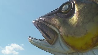 Good Question: Why Do We Love Walleye?