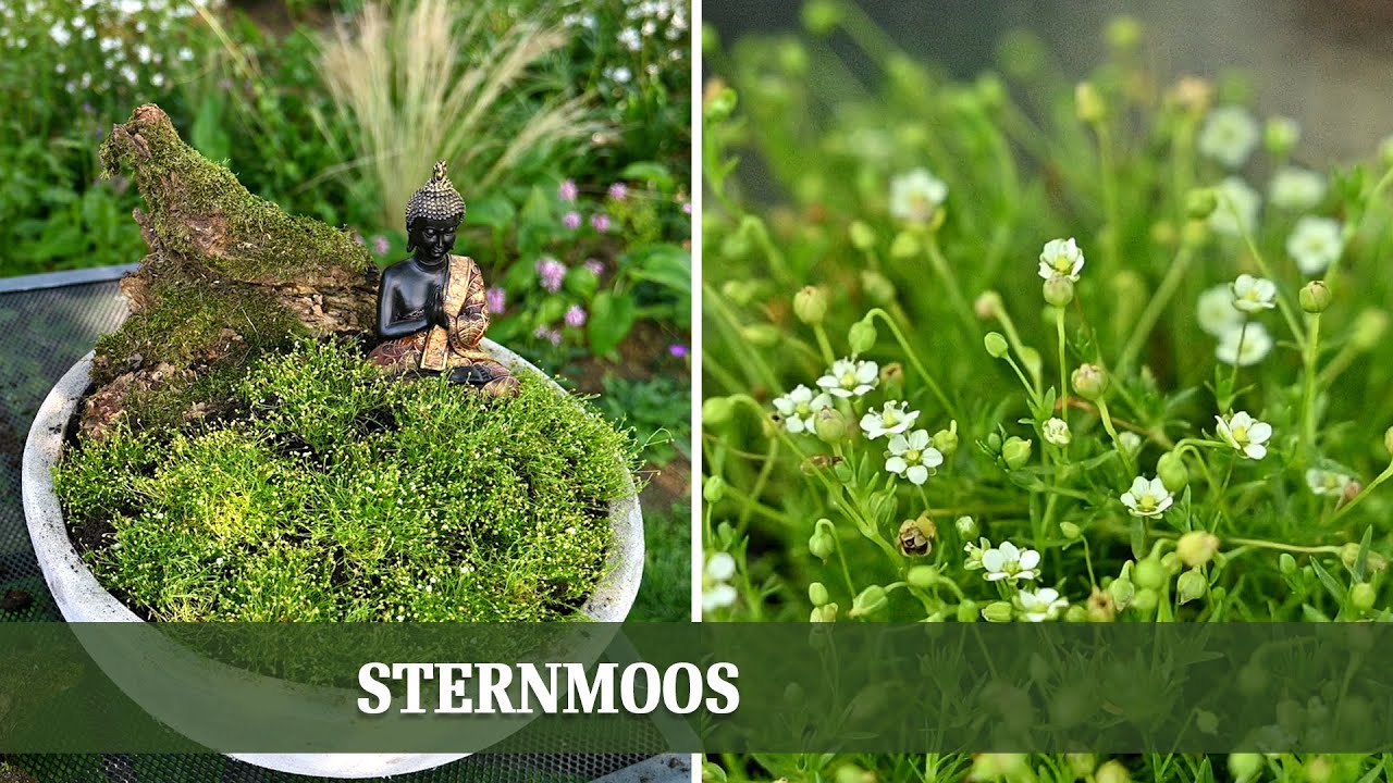 Vom Bodendecker zum Blickfang: Sternmoos neu entdeckt