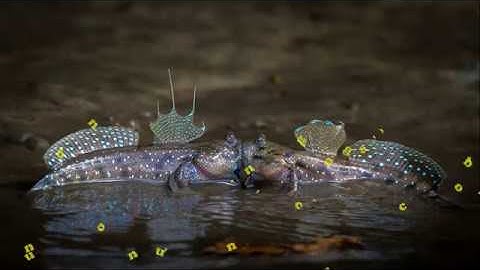 Vui Hơn Với Những Khoảnh Khắc Vui Nhộn Của Động Vật | Giải Trí TV