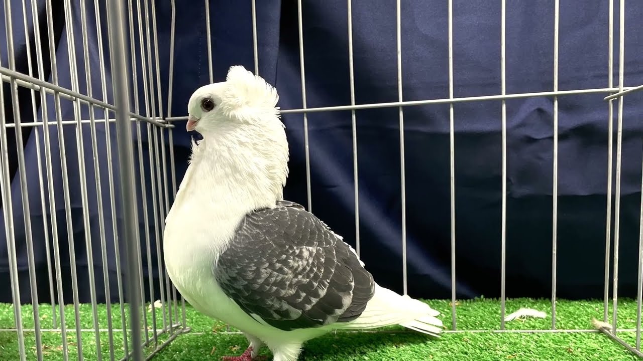 2022- CCPC show Old German Owl