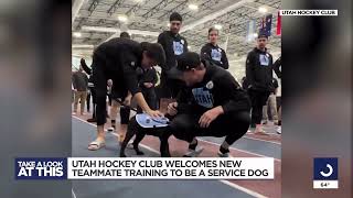 KSL - Utah Hockey Club welcomes future service dog to the team