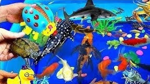 Các Con Vật Dễ Thương | Rùa, Ếch, Vịt, Gà Dễ Thương, Cá Koi, Mèo Con Dễ Thương, Cá Chép, Cá Trê