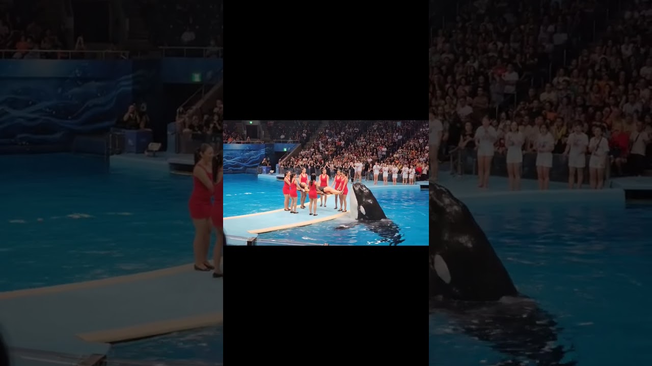 Jessica dolphin video 😭😭