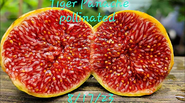 Tiger Panache August 17, 2023#figs