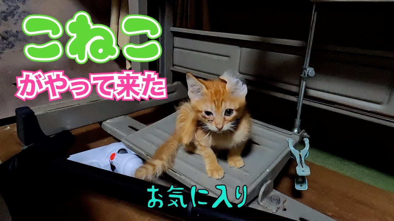 子猫がやって来た‼️😊　　「お気に入り」