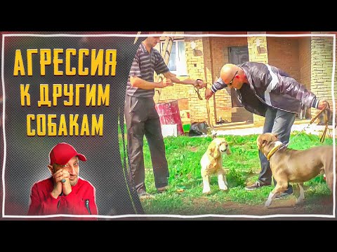 Агрессия к другим собакам(Кокер-спаниель)