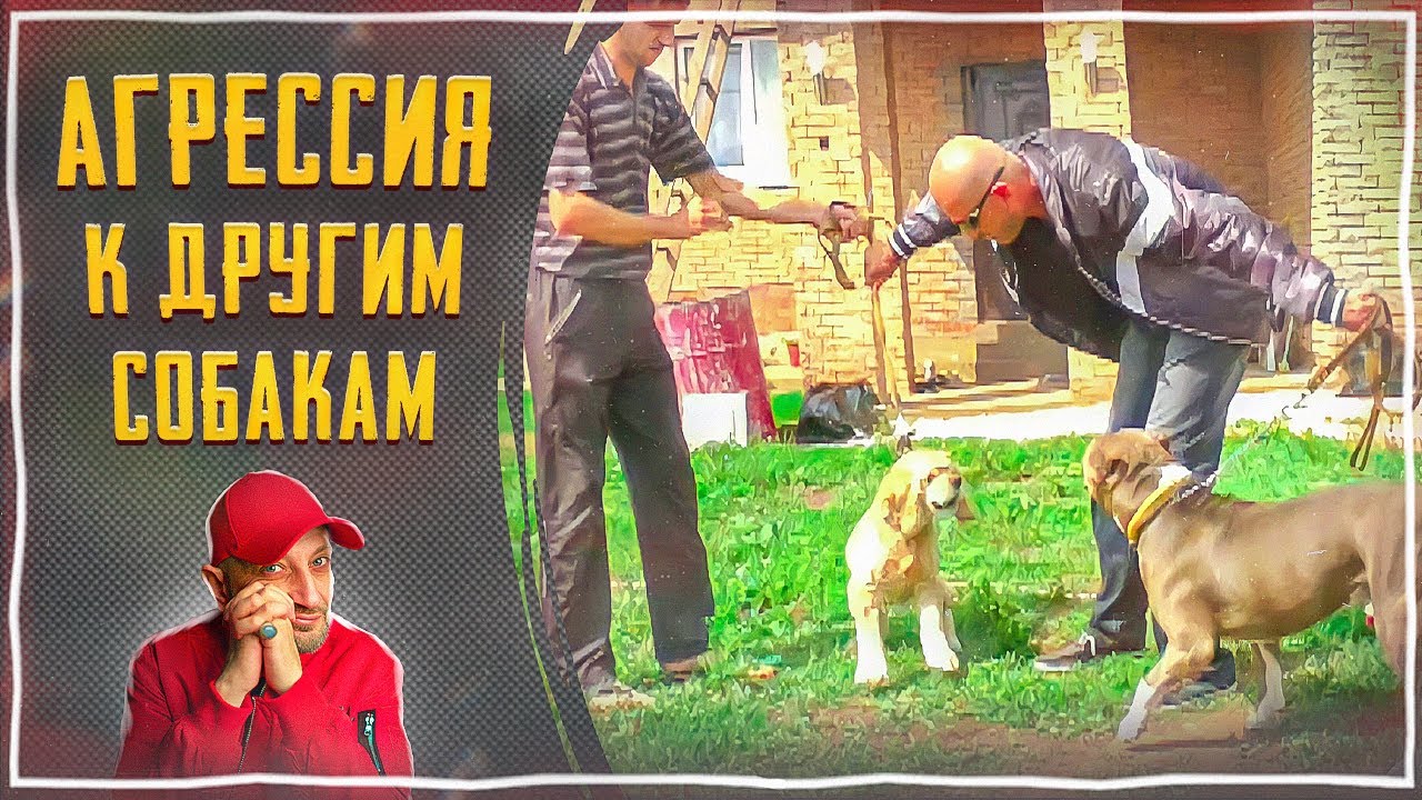Отучить собаку реагировать на собак. Наджарян дрессировка собак. антуан дрессировщик.