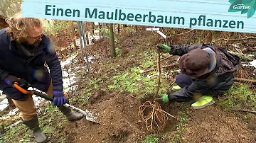 Wo gibt es Maulbeerbäume?