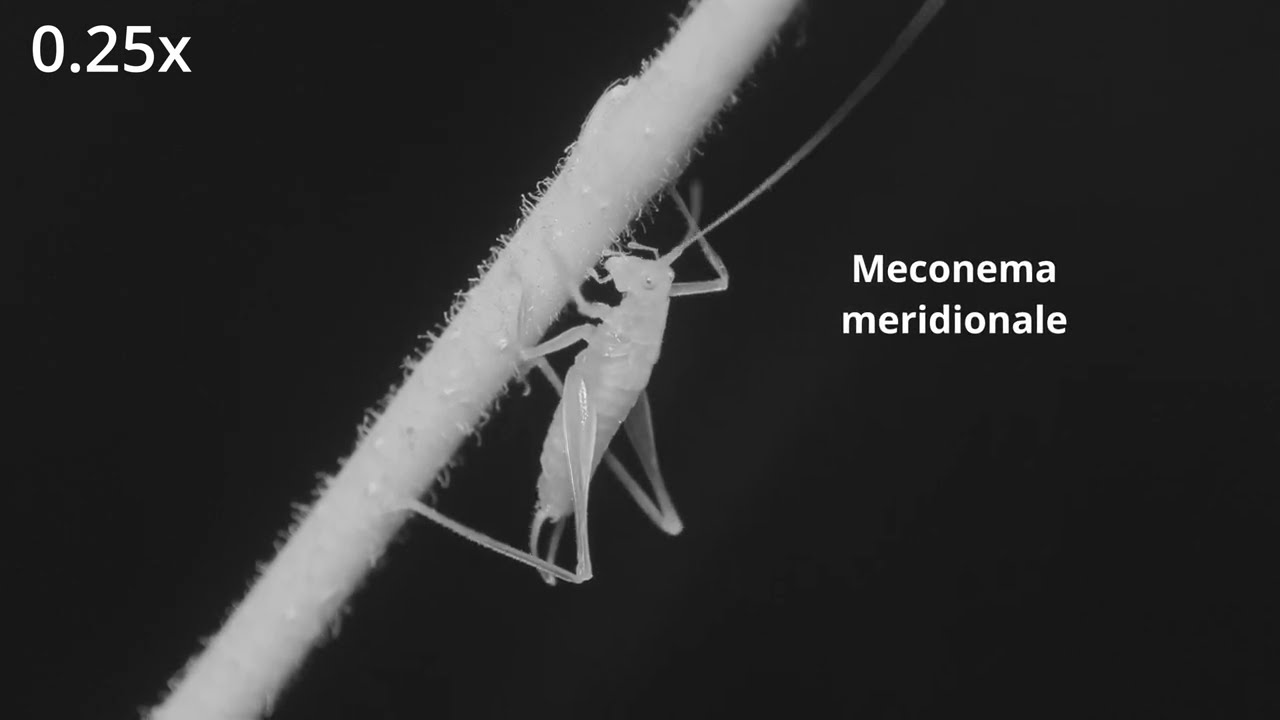 Meconema meridionale -- Südliche Eichenschrecke