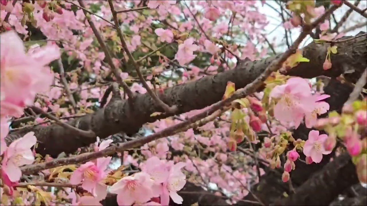 2026年2月16日(月)都立林試の森公園