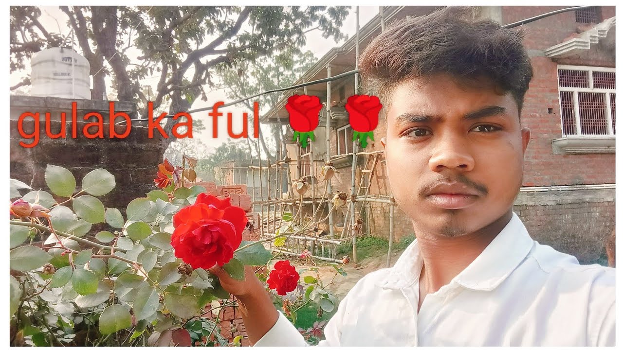 Lichi ka ped or gulab🌹🌹😯😯😍