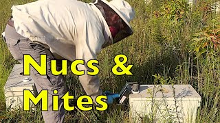Oxalic Acid Mite Treatment