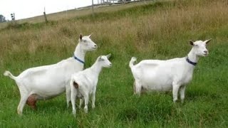 Ешкіні емдеу/ Козоводство|Goat treatment