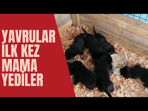 Soru Yavru Kopek Ne Zaman Kuru Mama Yer Kopekler Hakkinda Blog Egitim Teknikleri