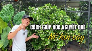 Cách giúp hoa Nguyệt Quế nở kín cây hoa thơm lâu tàn