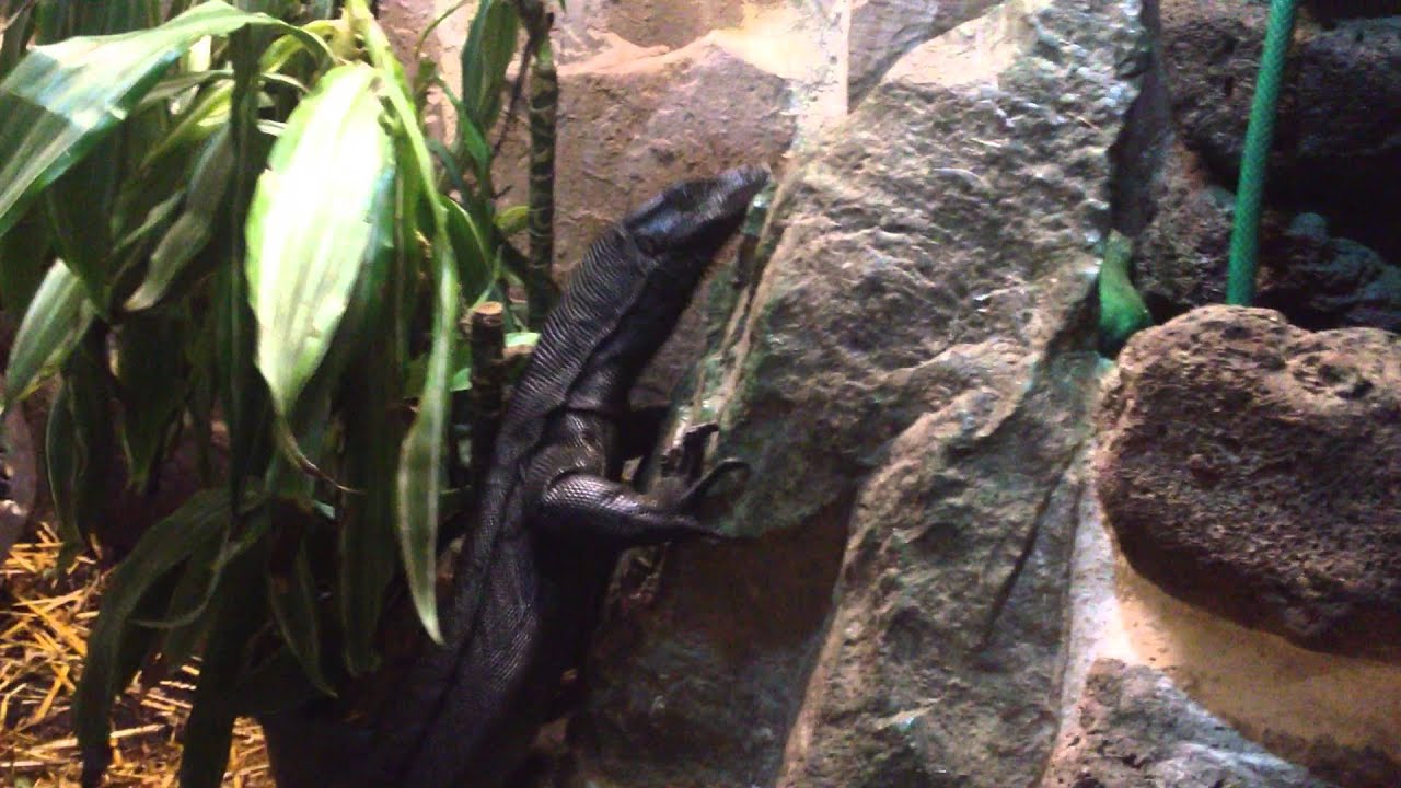 caiman lizard pet Varanus salvator komaini (black water monitor)