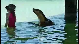 Playful sea lion barks at girl, then wants her to chase her.