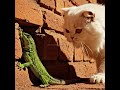 THE LIZARD THAT FELL ON PURPOSE