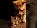 Cat and mouse funny video🥳