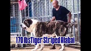 170 lbsTiger Striped Alabai .Central Asian Shepherd Biggest ferocious dog huge dog Giant dog