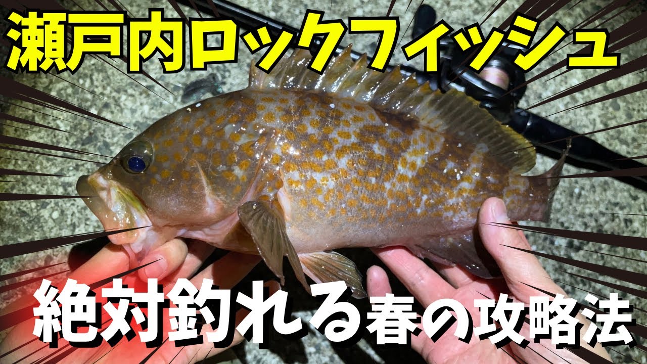 アコウなどハードロックフィッシュ HARD ROCK FISH アコウ